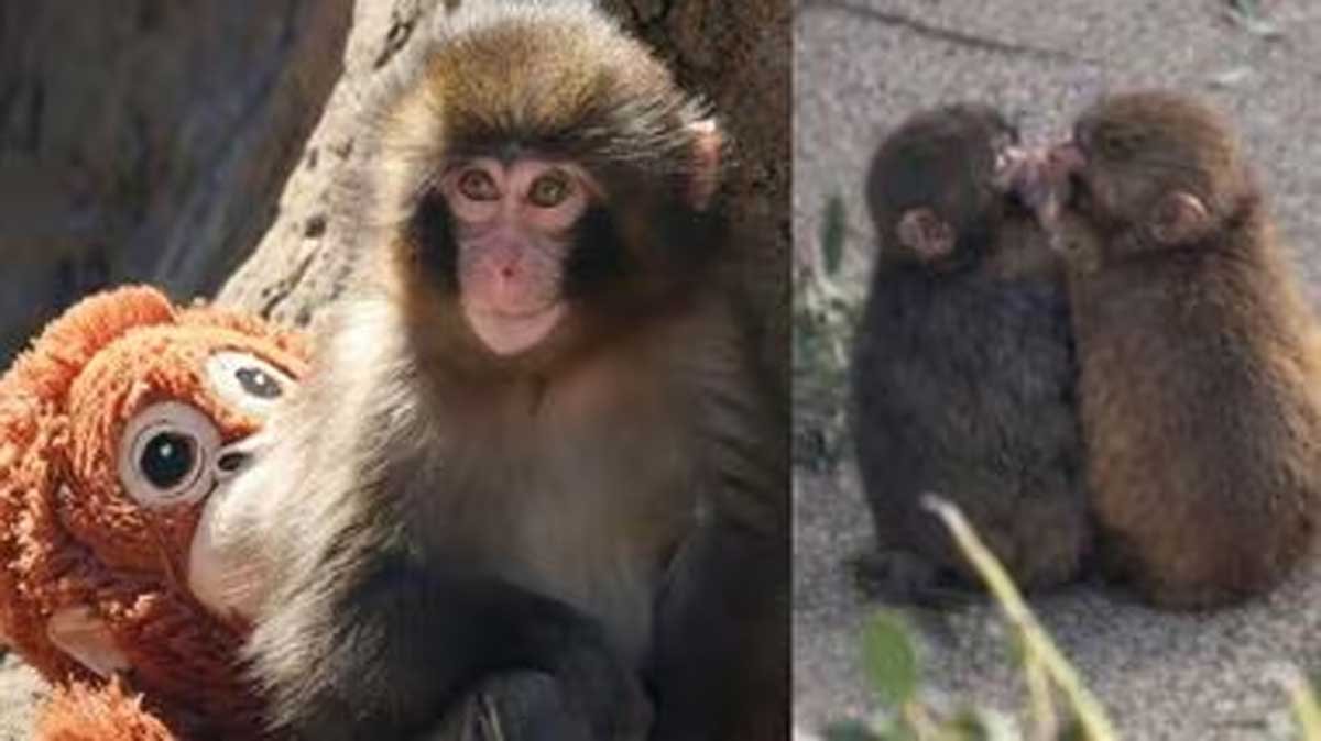 Punch Monkeys Girlfriend