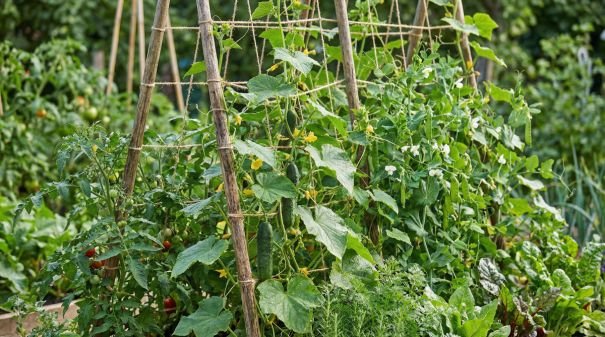 layout-vegetable-garden-expert-plans-for-high-yiel-2