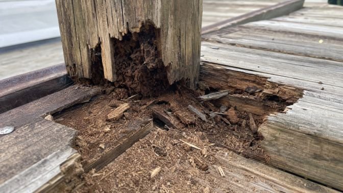 how-to-identify-signs-of-dry-rot-in-wood-1