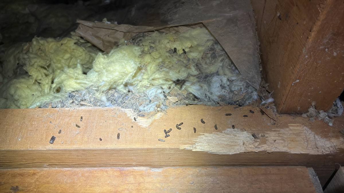 how-to-identify-signs-of-rodent-infestation-effect-1