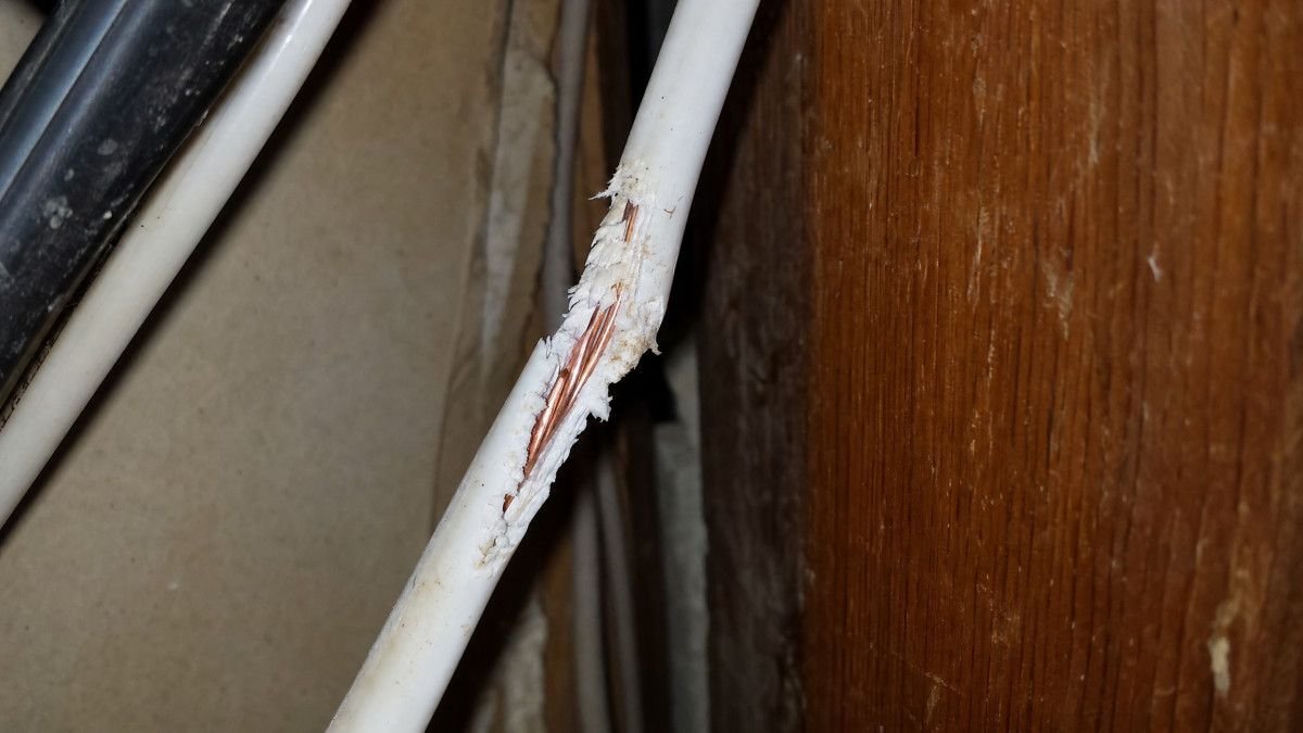 how-to-identify-signs-of-rodent-infestation-effect-2